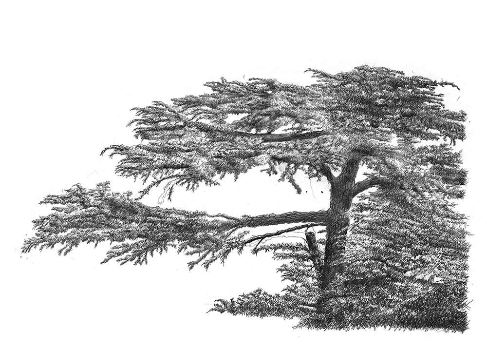 Cedar of Lebanon