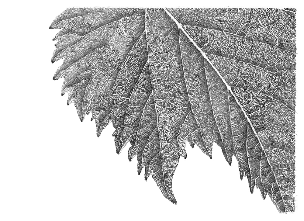 Grape Leaf